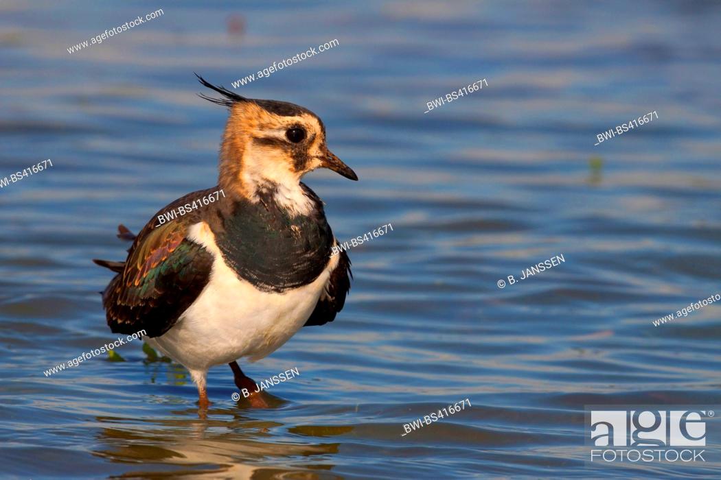 Stock Photo: northern lapwing (Vanellus vanellus), adult bird in eclipse plumage standing in shallow water, Germany, Schleswig-Holstein.