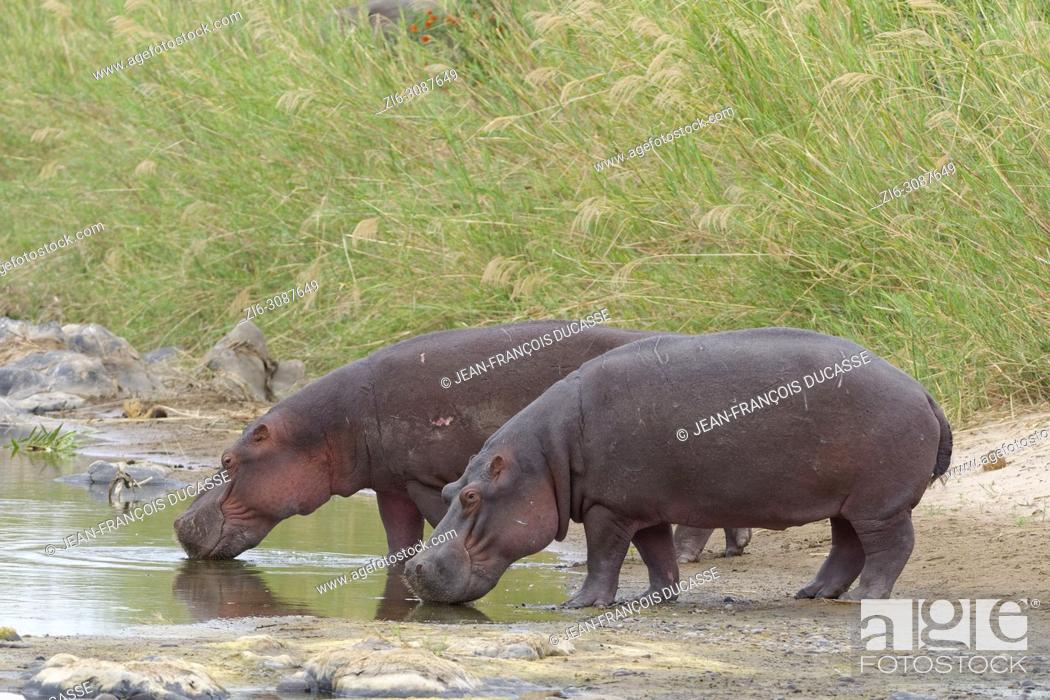 Stock Photo: Hippopotamuses (Hippopotamus amphibius) drinking water at the Olifants River, Kruger National Park, South Africa, Africa.