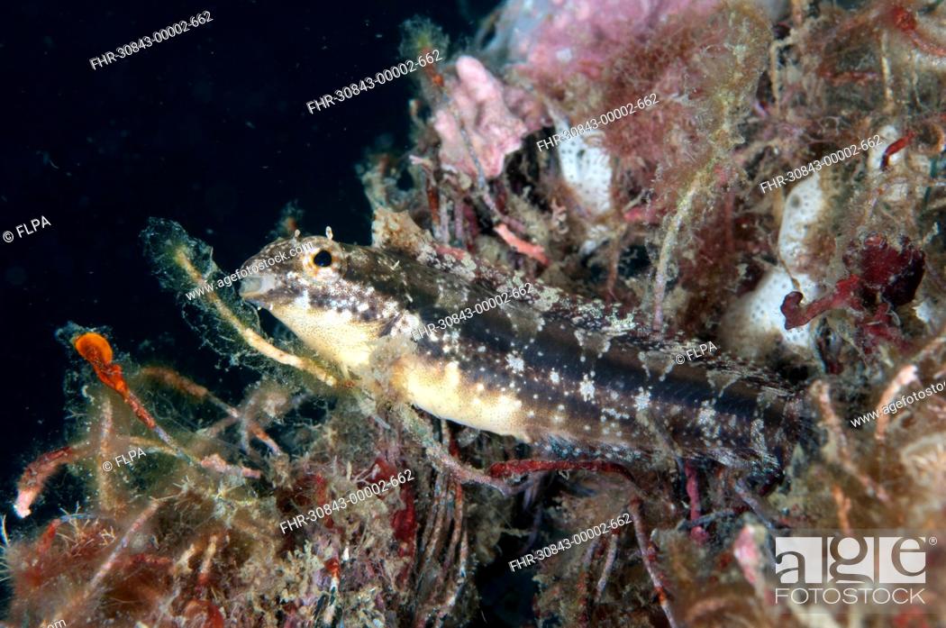 Stock Photo: Variable Sabretooth Blenny Petroscirtes variabilis adult, resting on coral encrusted rope, Lembeh Straits, Sulawesi, Sunda Islands, Indonesia.