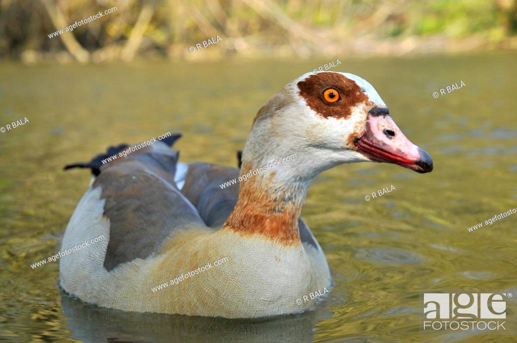 Stock Photo: Egyptian goose Alopochen aegyptiacus, swimming on a pond looking towards the camera, Germany.