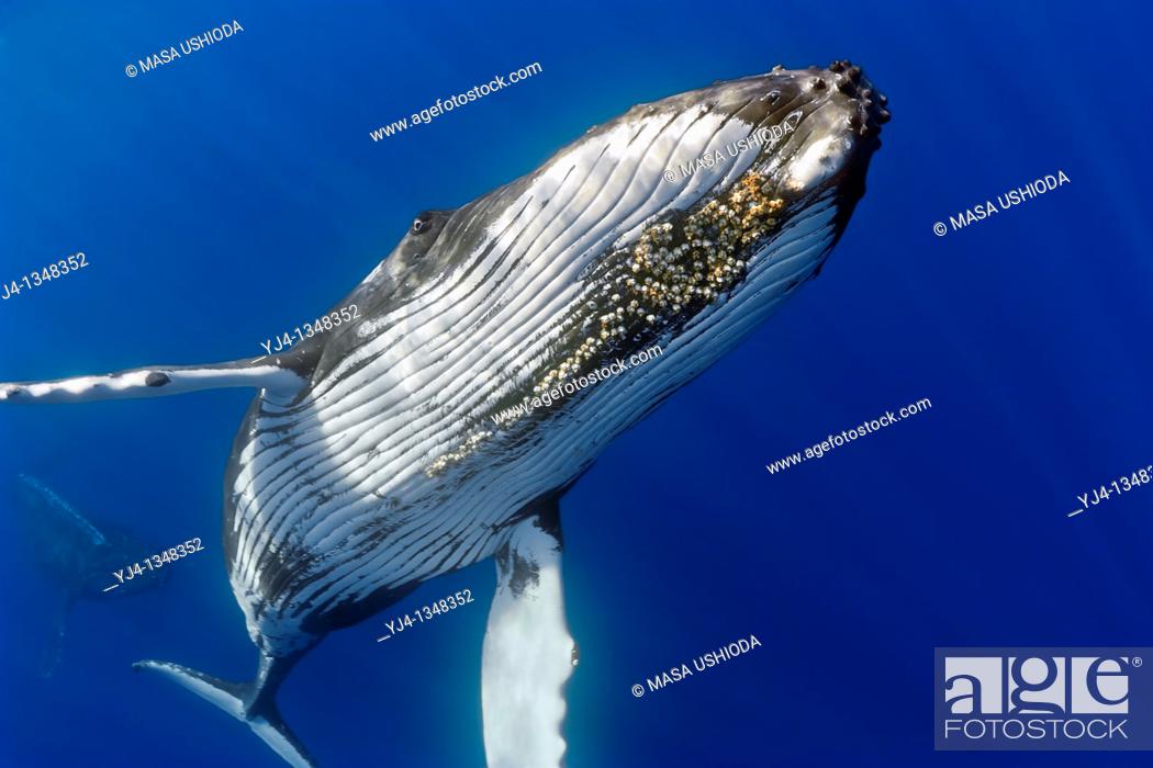 Stock Photo: humpback whales, Megaptera novaeangliae, displaying courtship behavior - male aggressively pursuits female while blowing bubbles vigorously.