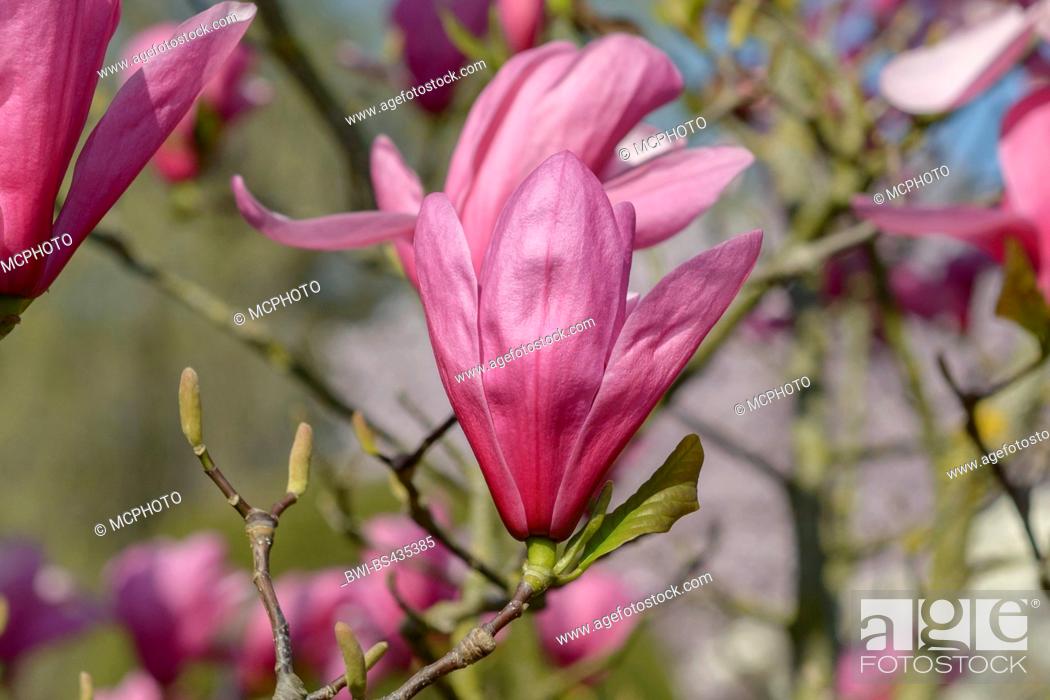 Stock Photo: magnolia (Magnolia 'Galaxy', Magnolia Galaxy), cultivar Galaxy.