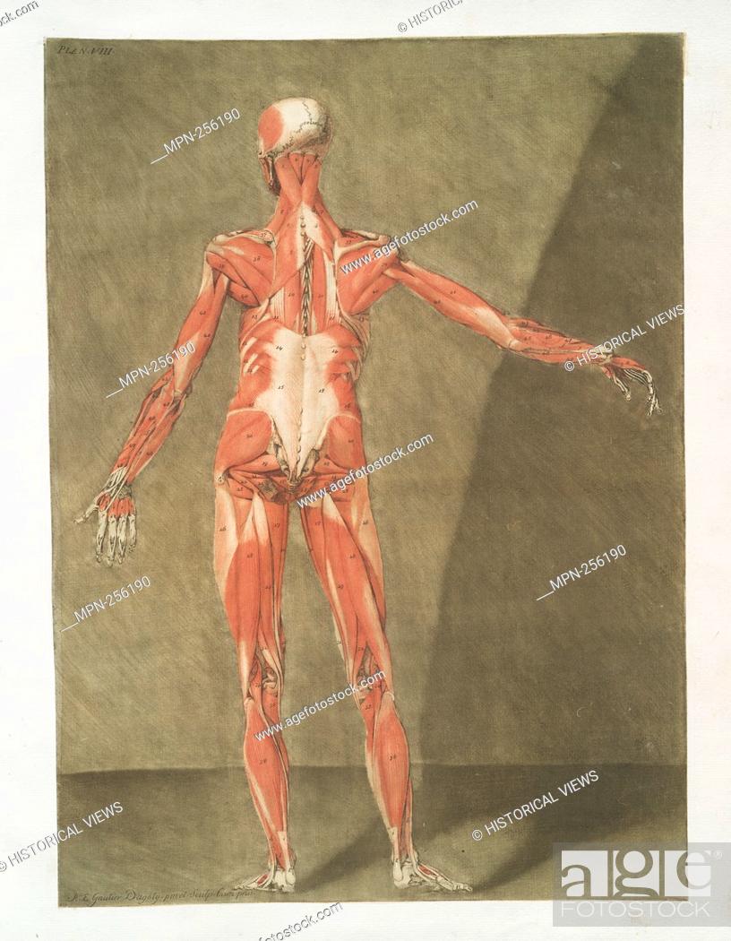 Stock Photo: Cette planche représente les Muscles qui font situés immédiatement sous les précédens, Pl. 8 Additional title: Muscles of the human body, posterior view.