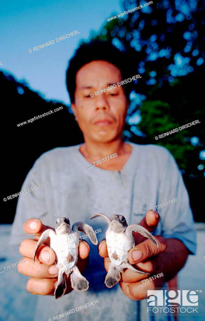 Stock Photo: Ranger count the Baby turtles. Pacific ocean, Borneo, Sipadan. Malaysia.