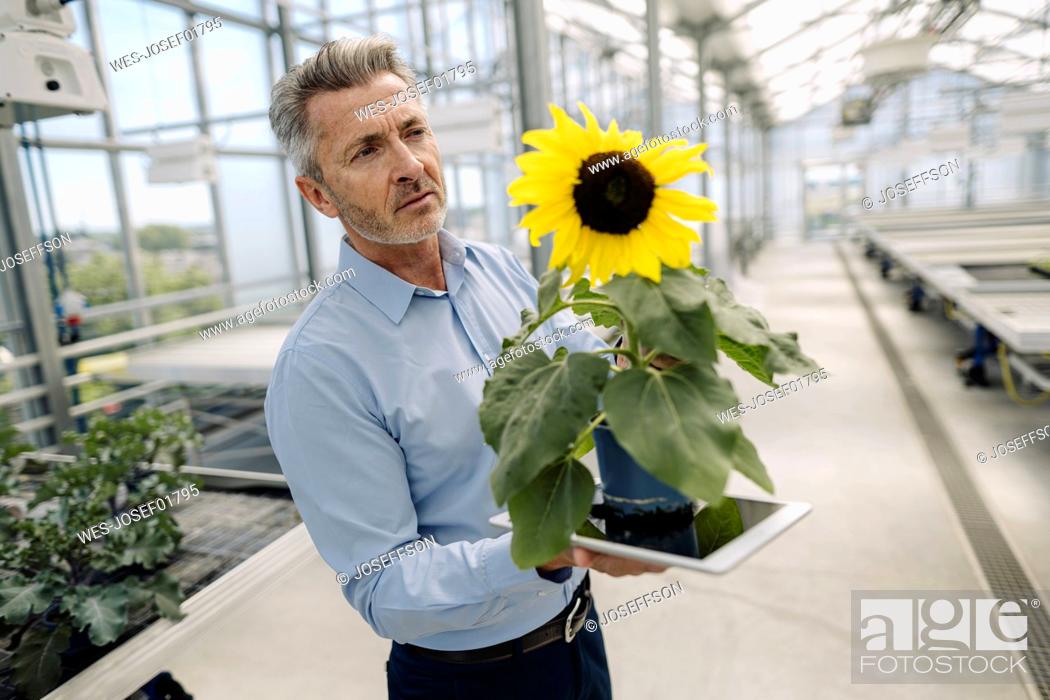 Stock Photo: Businessman holding digital tablet and sunflower while standing in greenhouse.