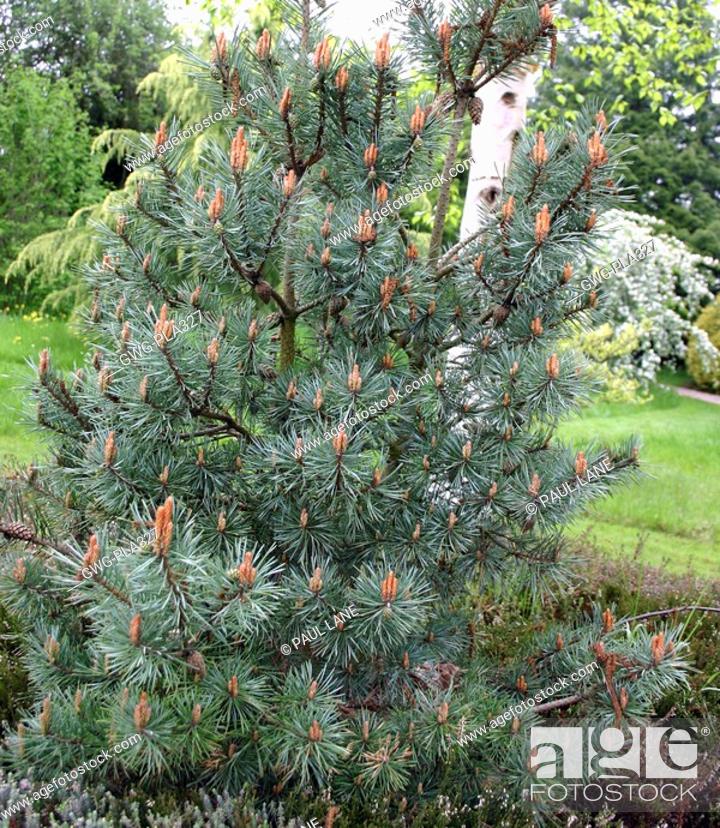 Record collision Charles Keasing PINUS SYLVESTRIS CHANTRY BLUE SCOTS PINE, Stock Photo, Picture And Rights  Managed Image. Pic. GWG-PLA327 | agefotostock