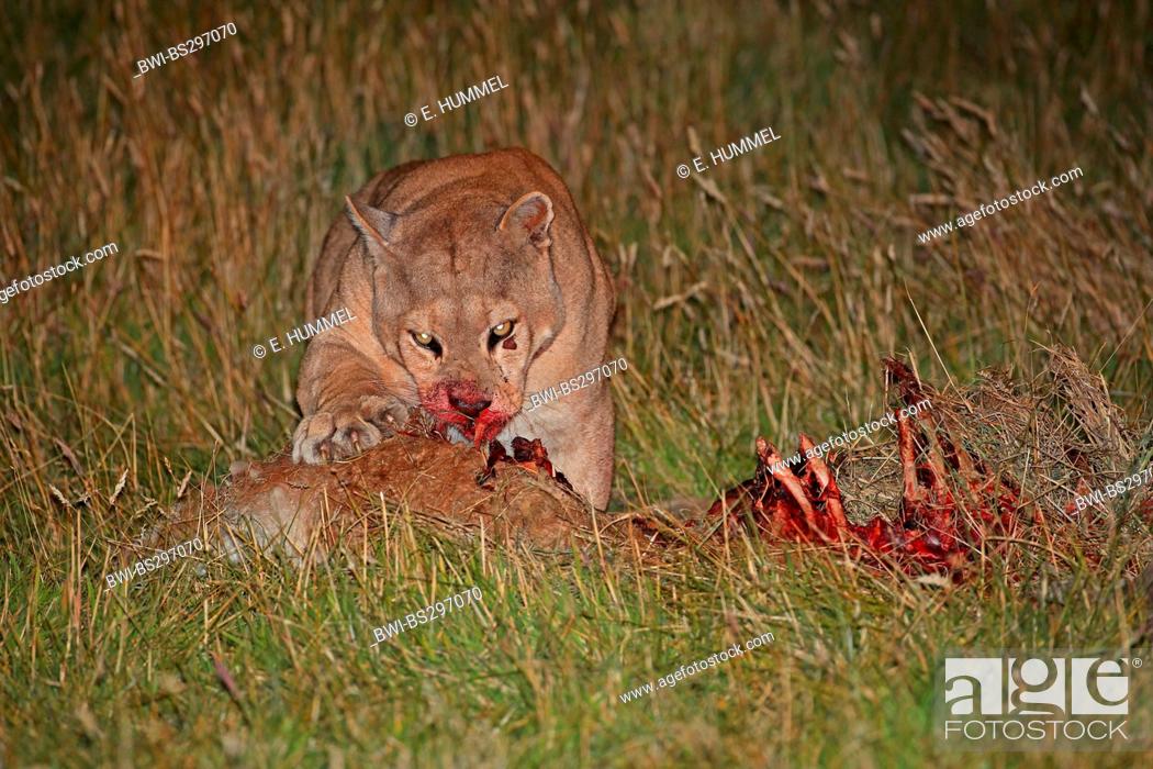 Primero batalla Pirata puma, mountain lion, cougar (Puma concolor, Profelis concolor), feeding on  Guanaco, Chile, Foto de Stock, Imagen Derechos Protegidos Pic. BWI-BS297070  | agefotostock