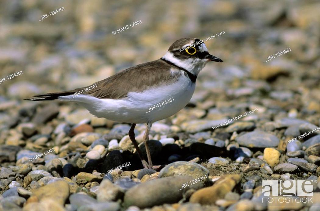 Stock Photo: Little Ringed Plover (Charadrius dubius) in the breeding territory.