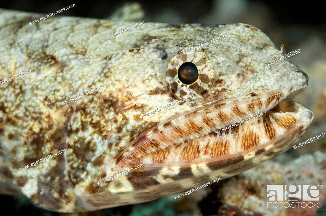 Stock Photo: Lizardfish (Synodus dermatogenys)..
