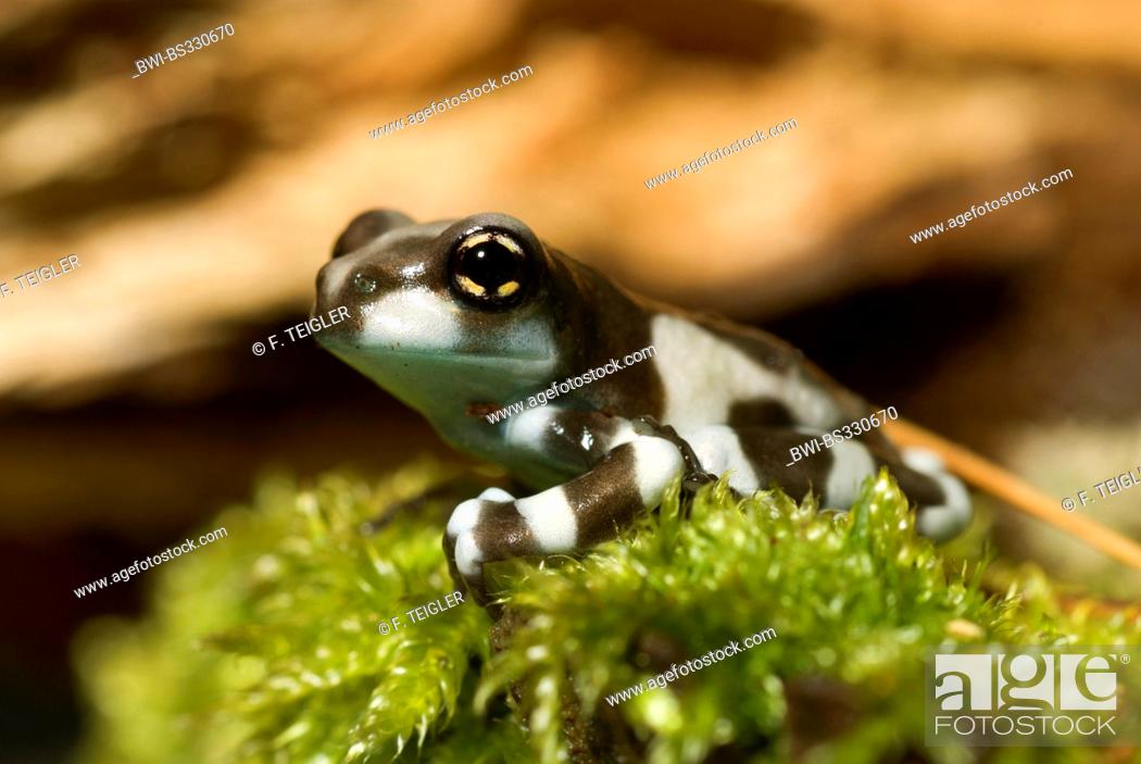 Stock Photo: Amazonian canopy frog (Phrynohyas resinifictrix, Trachycephalus resinifictrix), portrait.