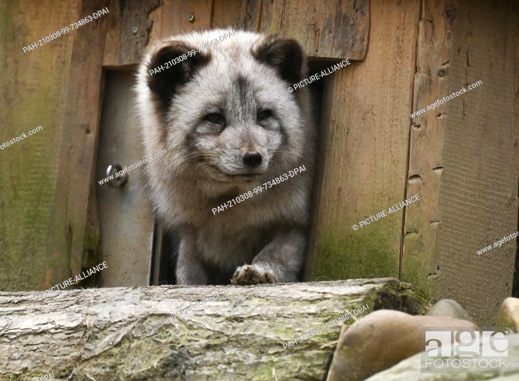 bladeren Worstelen Dakraam 08 March 2021, Hessen, Kronberg: An ice fox looks out from a shelter in its  enclosure at Opel Zoo, Stock Photo, Picture And Rights Managed Image. Pic.  PAH-210308-99-734863-DPAI | agefotostock