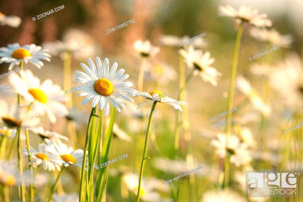 Stock Photo: Daisies on a spring meadow at sunrise.