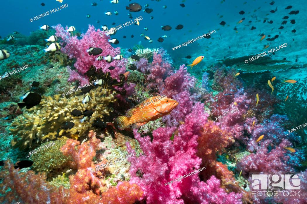 Stock Photo: Coral hind Cephalopholus miniata on coral reef with soft corals Dendronephthya sp  Andaman Sea, Thailand.