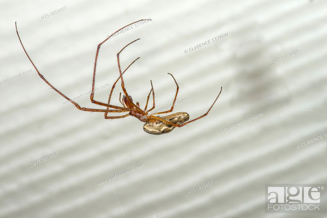 Stock Photo: Long-jawed Orb Weaver Spider Tetragnatha elongata at Corolla, NC USA Outer Banks.
