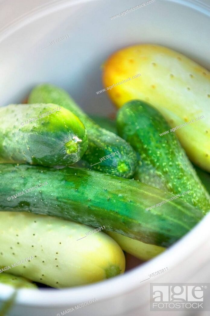 Stock Photo: Fresh Harvested Cucumbers in a Bucket. Cucumis sativus.