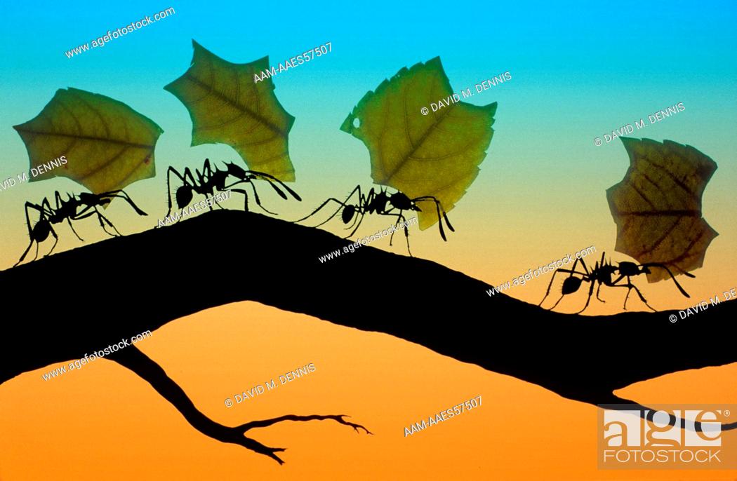 Stock Photo: Leaf-cutting Ants carrying leaves back to their underground nests, range: North, Central & South America (digital composite).