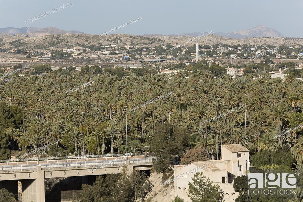 Imagen: Palm grove of elche with more than 200. 000 specimens, is the largest palm grove in Europe.