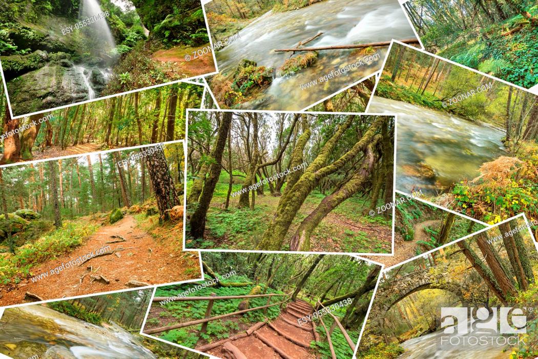 Imagen: Beutiful pile collage of rainforest pictures. Version 4.