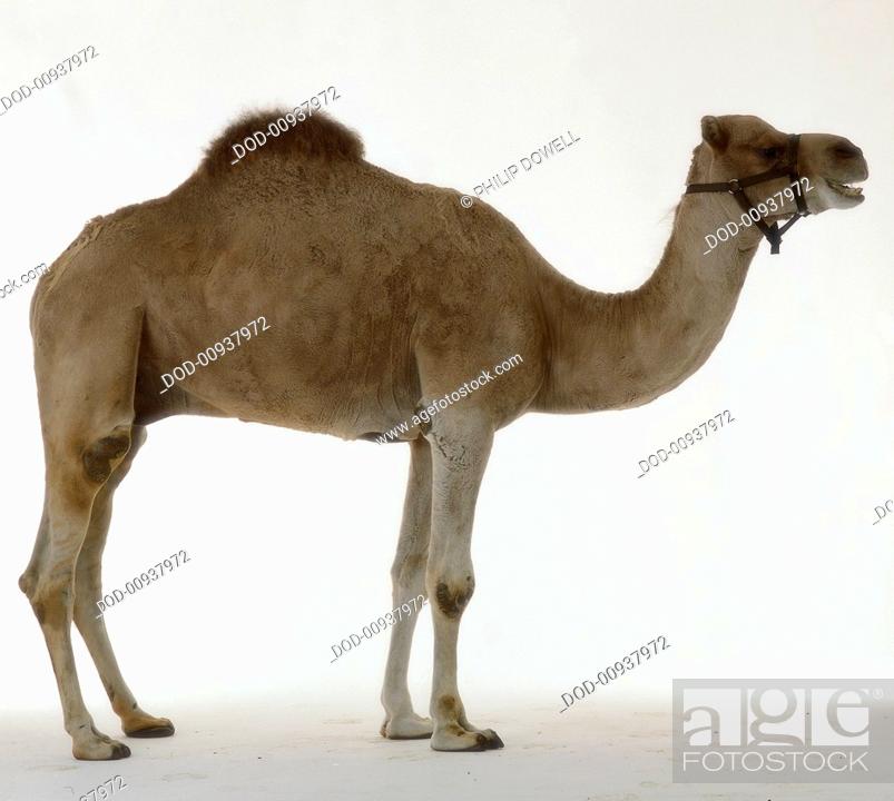 A Camel that has one hump, Stock Photo, Picture And Rights Managed Image.  Pic. DOD-00937972 | agefotostock