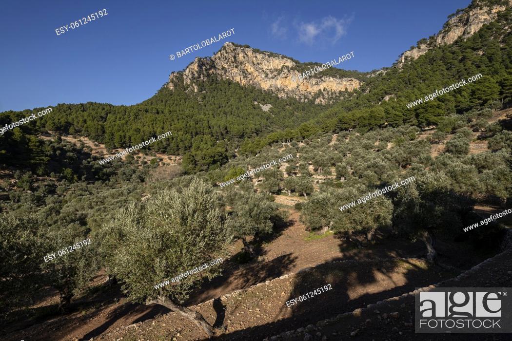 Stock Photo: olive grove of Son Moragues, Valldemossa, Mallorca, Balearic Islands, Spain.
