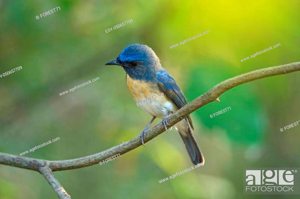 Stock Photo: Blue-throated Blue Flycatcher (Cyornis rubeculoides) on a branch in nature Thailand.
