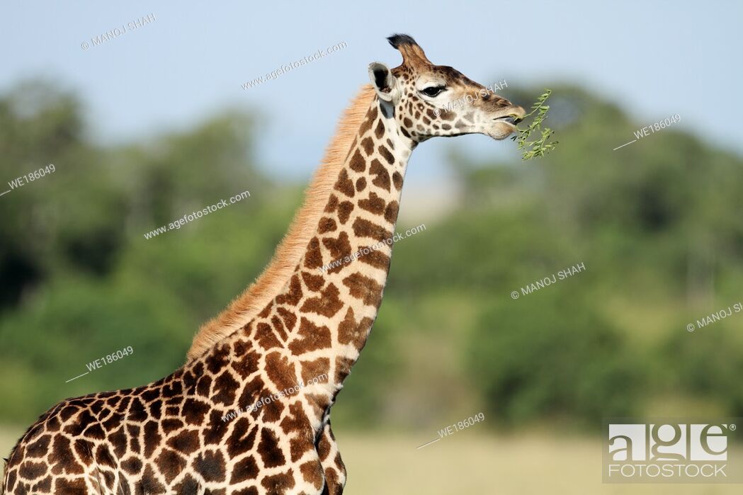 The tallest animal in the world which browses on tree leaves and twigs,  Stock Photo, Picture And Royalty Free Image. Pic. WE186049 | agefotostock