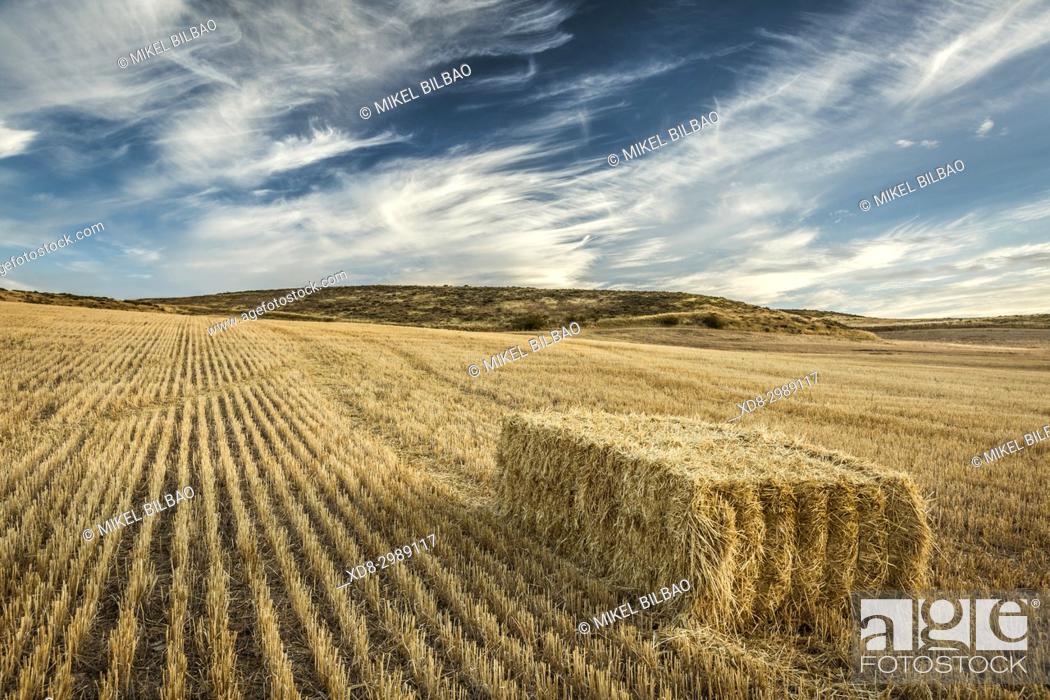 Stock Photo: Cereal land. Tierra Estella county, Navarre, Spain, Europe.