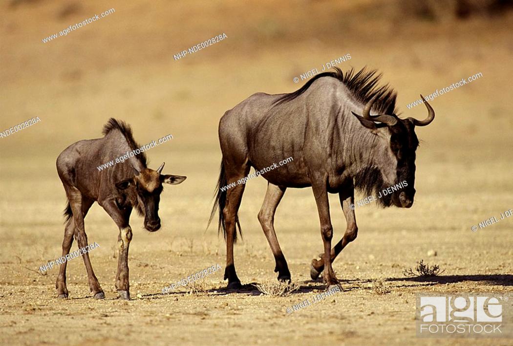 WILDEBEEST or BRINDLED GNU Connochaetes taurinus female with young  following Kalahari Gems- bok..., Stock Photo, Picture And Rights Managed  Image. Pic. NHP-NDE002828A | agefotostock