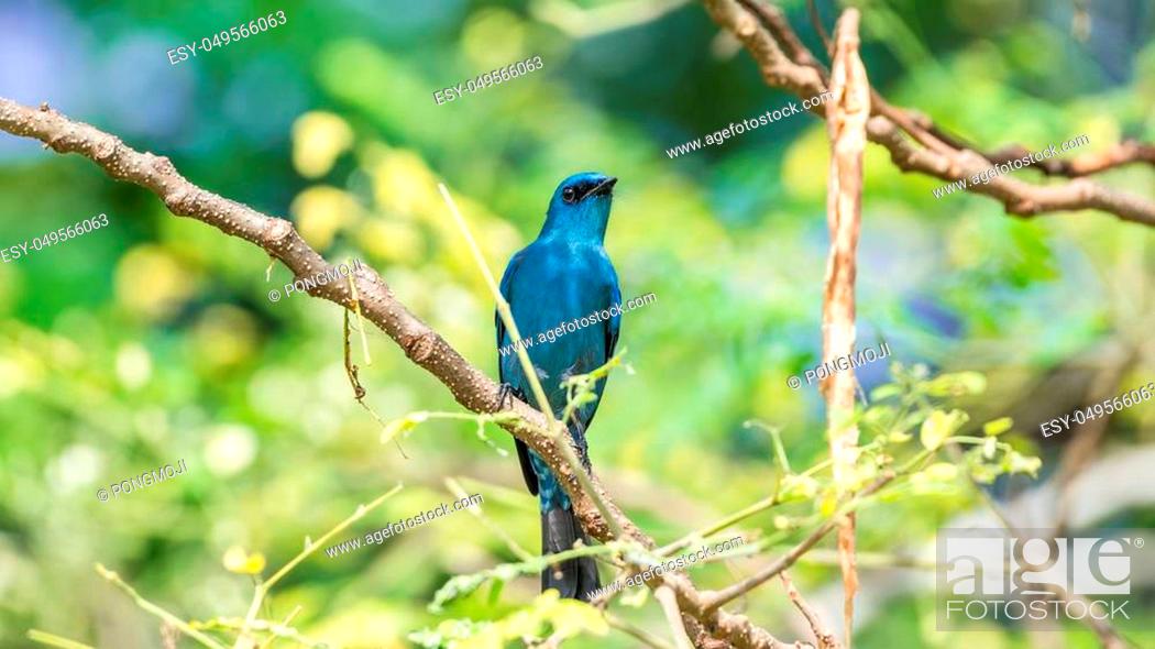 Imagen: Bird (Verditer Flycatcher, Eumyias thalassinus) blue on all areas of the body, except for the black eye-patch and grey vent perched on a tree in a nature wild.