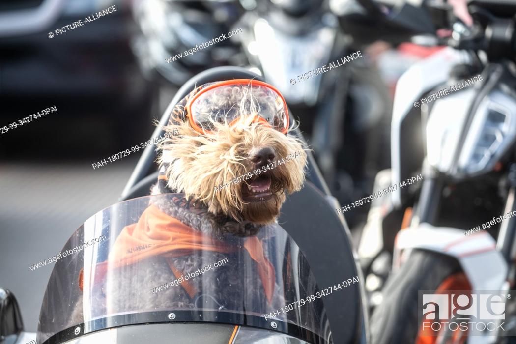Stock Photo: 29 July 2018, Germany, Rüdesheim: Poodle retriever mix Arthur sits in the sidecar of his master's motorcycle, which he is allowed to ride out on the weekend.