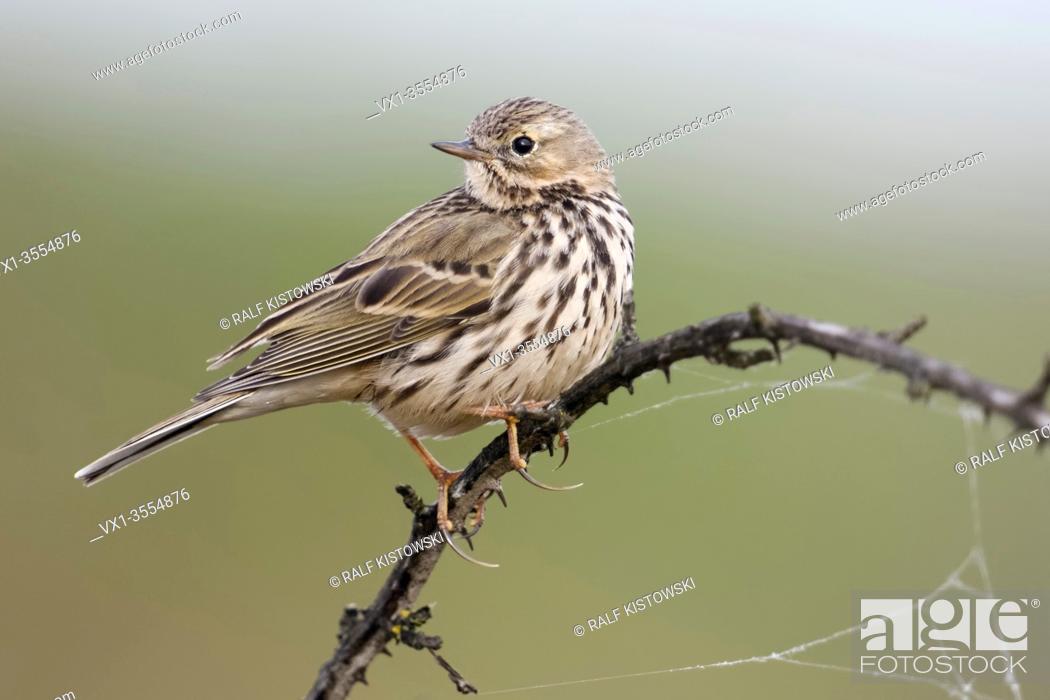 Stock Photo: Meadow Pipit / Wiesenpieper ( Anthus pratensis ) perched elevated on top of a thorny tendril, watching back over its shoulder, wildlife, Europe.