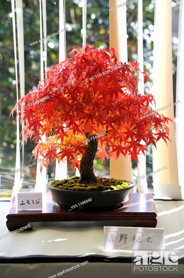 Red Maple At Bonsai Show In Nikko Stock Photo Picture And Rights Managed Image Pic Yx5 1346840 Agefotostock
