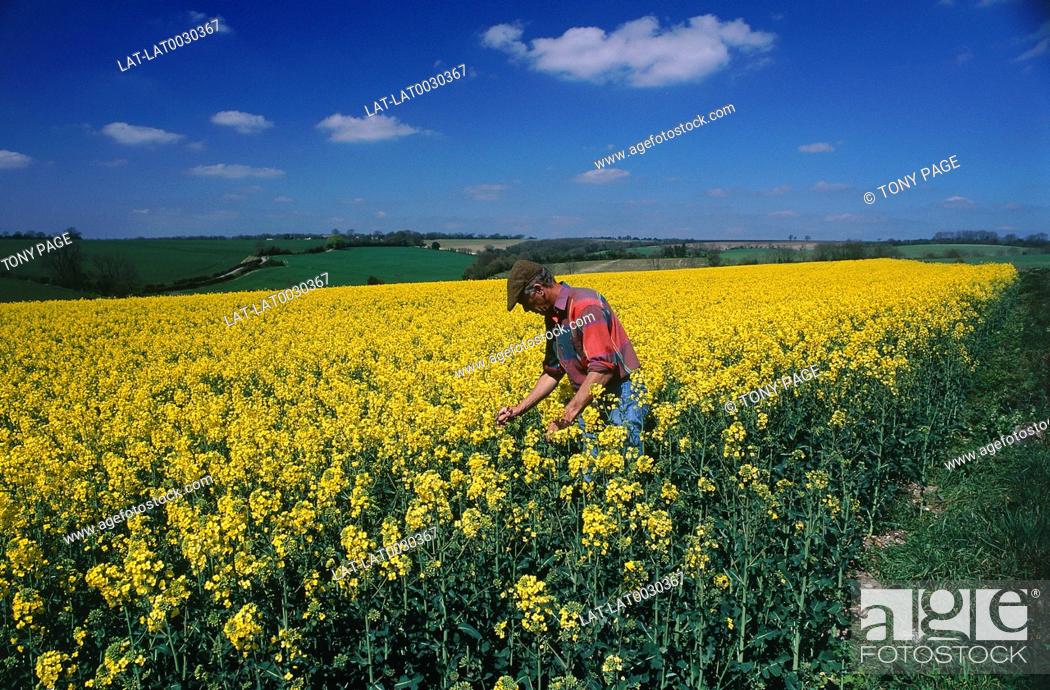 Stock Photo: Rapeseed is grown for the production of animal feed, vegetable oil and biodiesel.