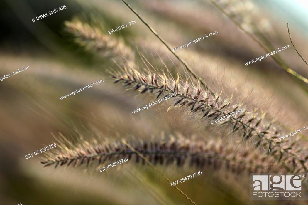 Stock Photo: Fountain Grass Ornamental Plant in Garden with soft focus background.