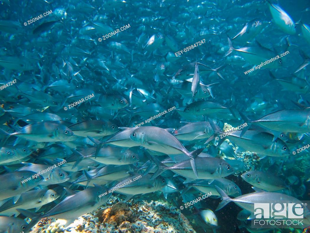 Stock Photo: huge school of jackfish.