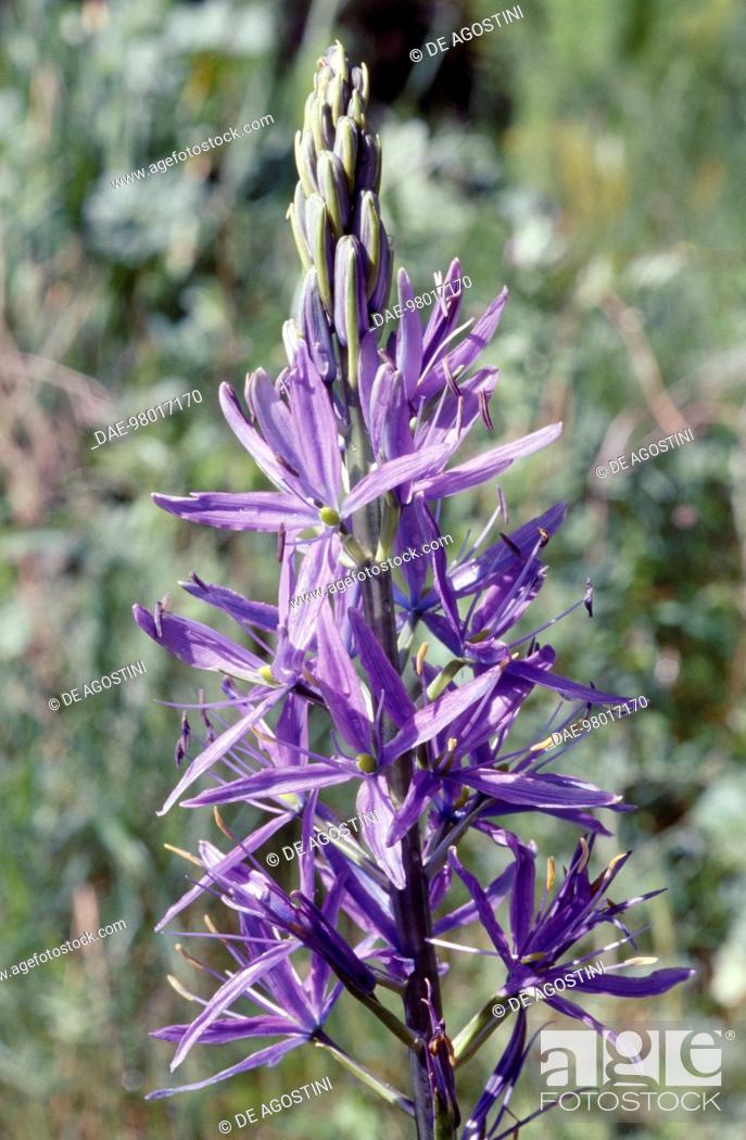 Stock Photo: Wild hyacinth (Camassia leichtlinii), Asparagaceae.
