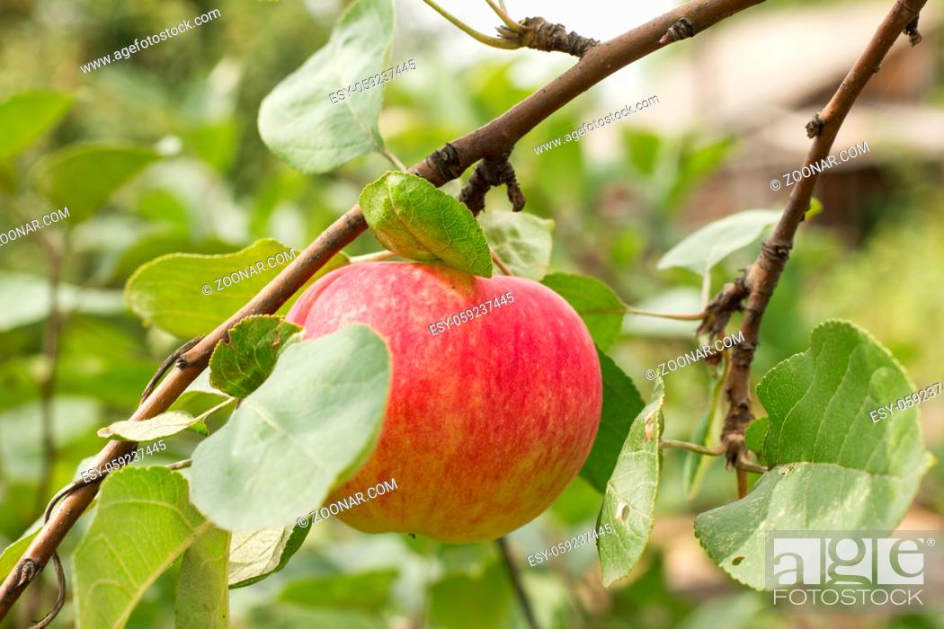 Stock Photo: Red apples on apple tree branch.