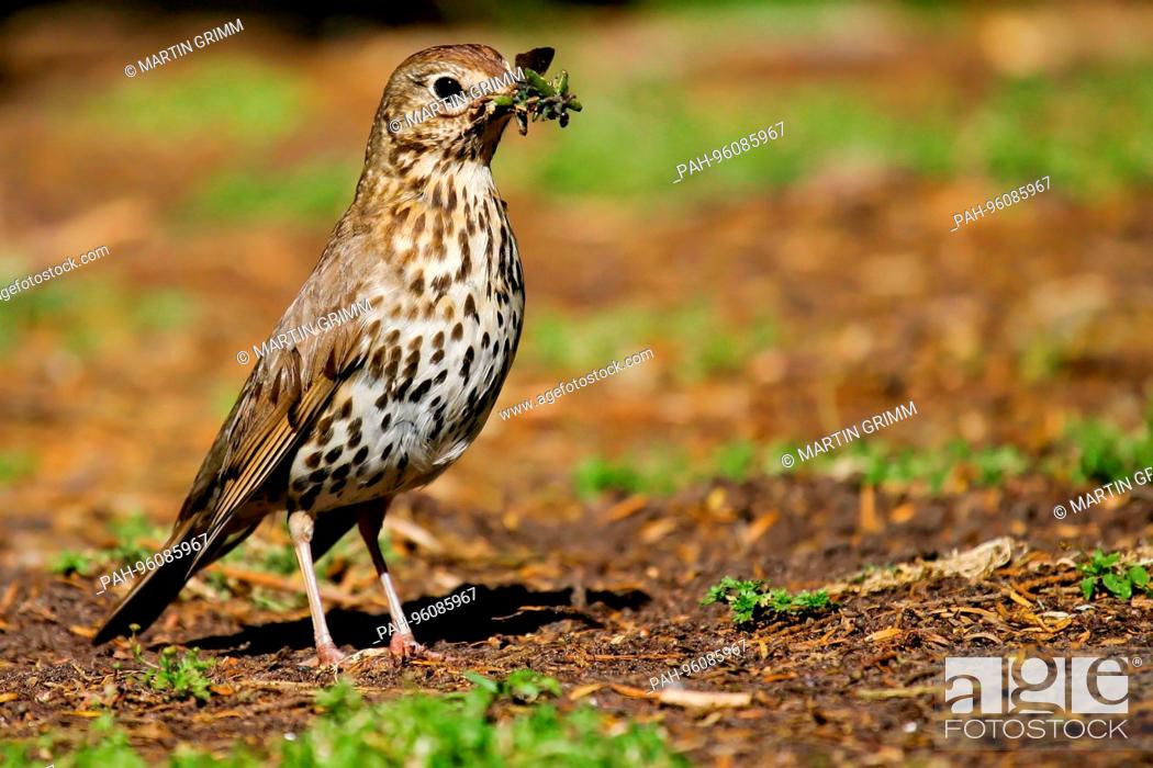 Stock Photo: Song Thrush (Turdus philomelos) adult with worms in its beak, Brandenburg, Germany | usage worldwide. - /Brandenburg/Germany.