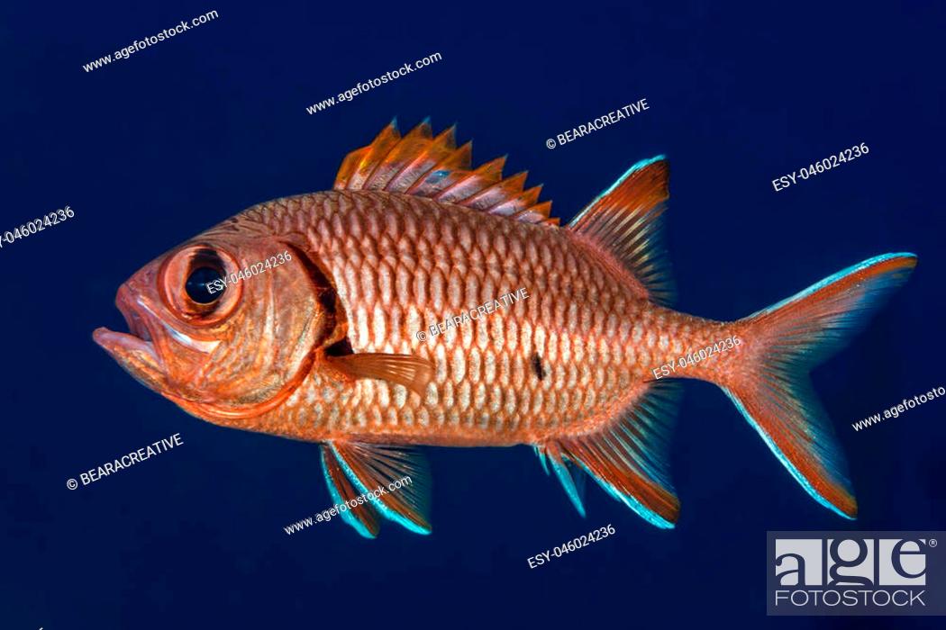 Stock Photo: Blotcheye soldierfish (Myripristis murdjan) isolated against blue background. Mouth open and displaying spiny dorsal fin.