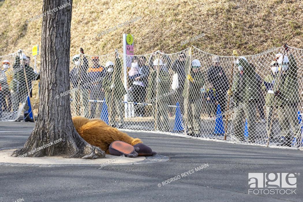 Stock Photo: February 22, 2019, Tokyo, Japan - A zookeeper wearing orangutan costume gives up to escape while zookeepers hold up a net in an attempt to capture it during an.
