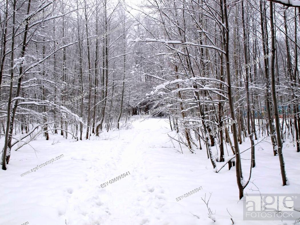 Photo de stock: Winter Morning after the snowstorm in the forest.