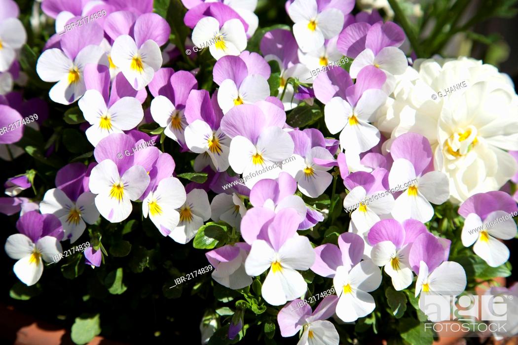 Stock Photo: Horned Pansy, Horned Violet, Johnny-Jump-Up (Viola cornuta), white and purple flowers.