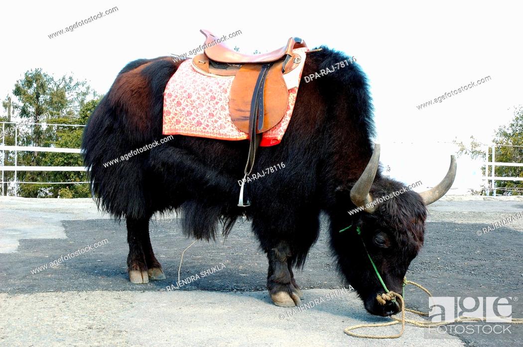 Black Yak (Dzo bos grunniens) animal with saddle near Simla ; Himachal  Pradesh ; India, Stock Photo, Picture And Rights Managed Image. Pic.  DPA-RAJ-78116 | agefotostock