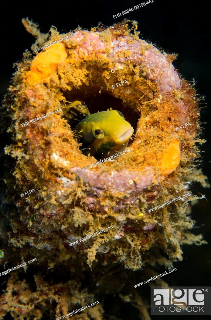 Stock Photo: Variable Sabretooth Blenny (Petroscirtes variabilis), in coral-encrusted bottle, Bianca dive site, Lembeh Straits, Sulawesi, Indonesia.
