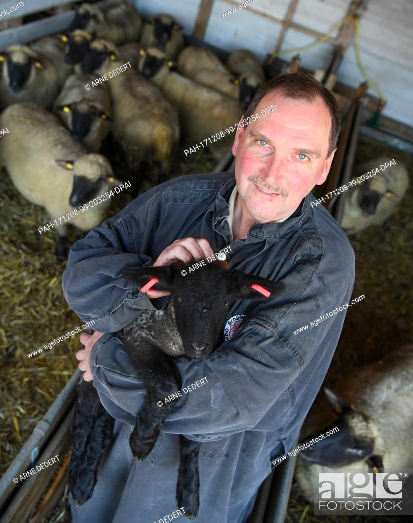 Stock Photo: Bernd Keller, first chairman of the Odenwaelder Schaefervereins (lit. Odenwald shepherds' association), holding a lamb in his barn.