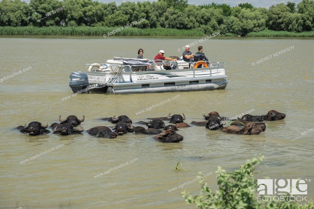 Stock Photo: ERMAKOV ISLAND, DANUBE DELTA, VYLKOVE, ODESSA OBLAST, UKRAINE - JULE 14, 2020: One year after Rewilding Europe released a herd of water buffers in Danube delta.
