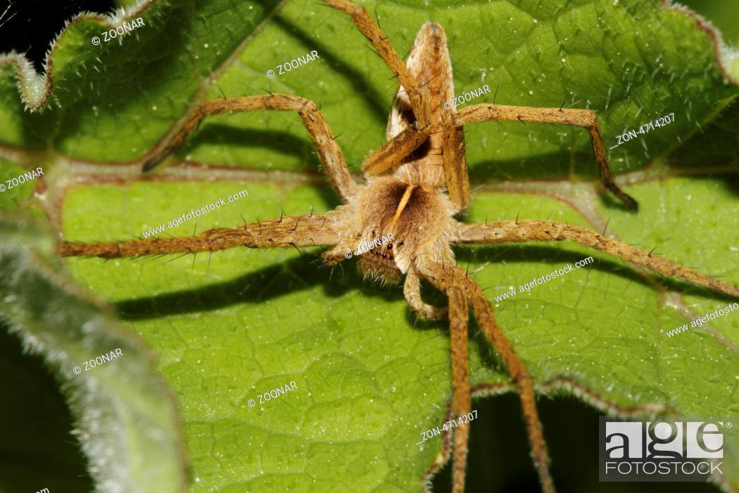 Stock Photo: Listspinne (Pisaura mirabilis) auf einem Blatt, Nursery web spider (Pisaura mirabilis) on a leaf.
