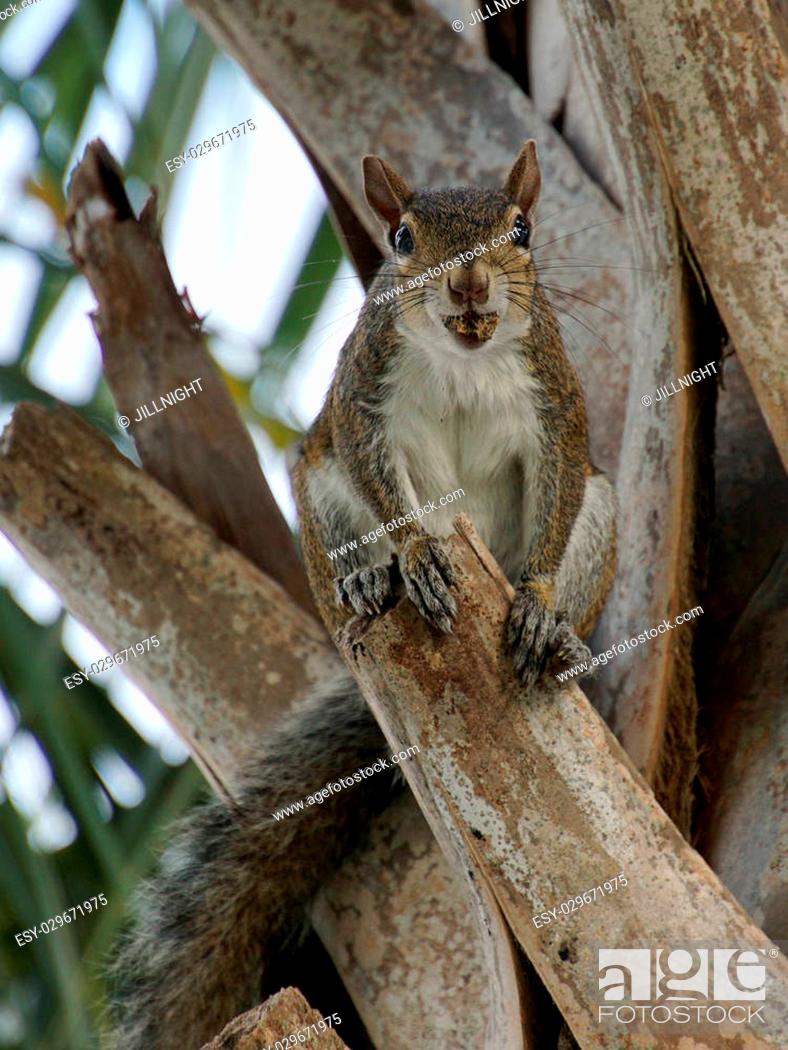 Stock Photo: Grey Squirrel on tree with mouth full of food.