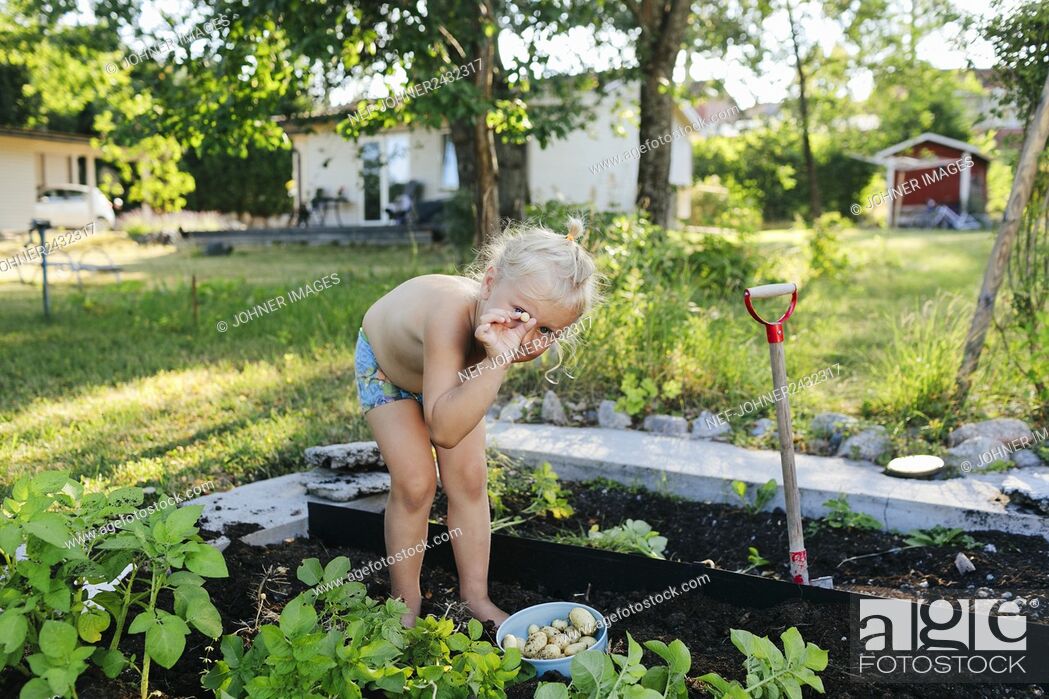 Photo de stock: Girl picking potatoes.