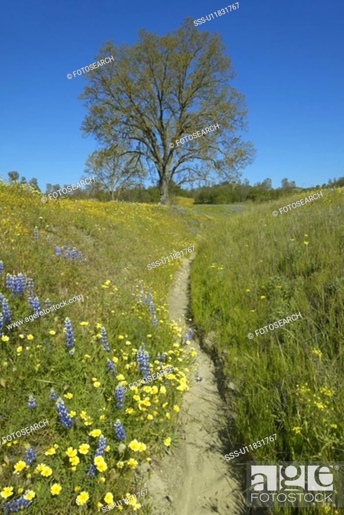 Stock Photo: A path winding past a lone tree and colorful bouquet of spring flowers blossoming.